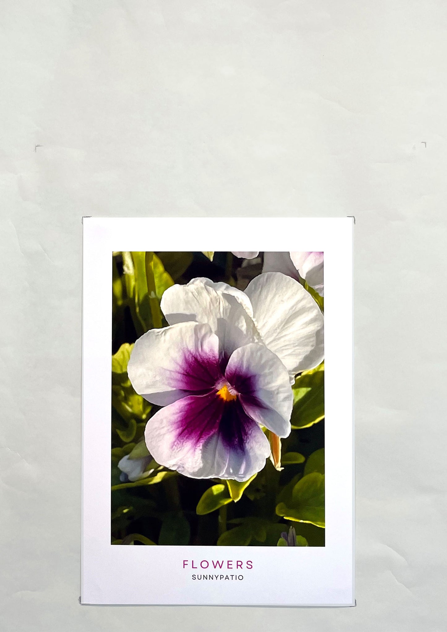 FLOWERS - Violet Heart