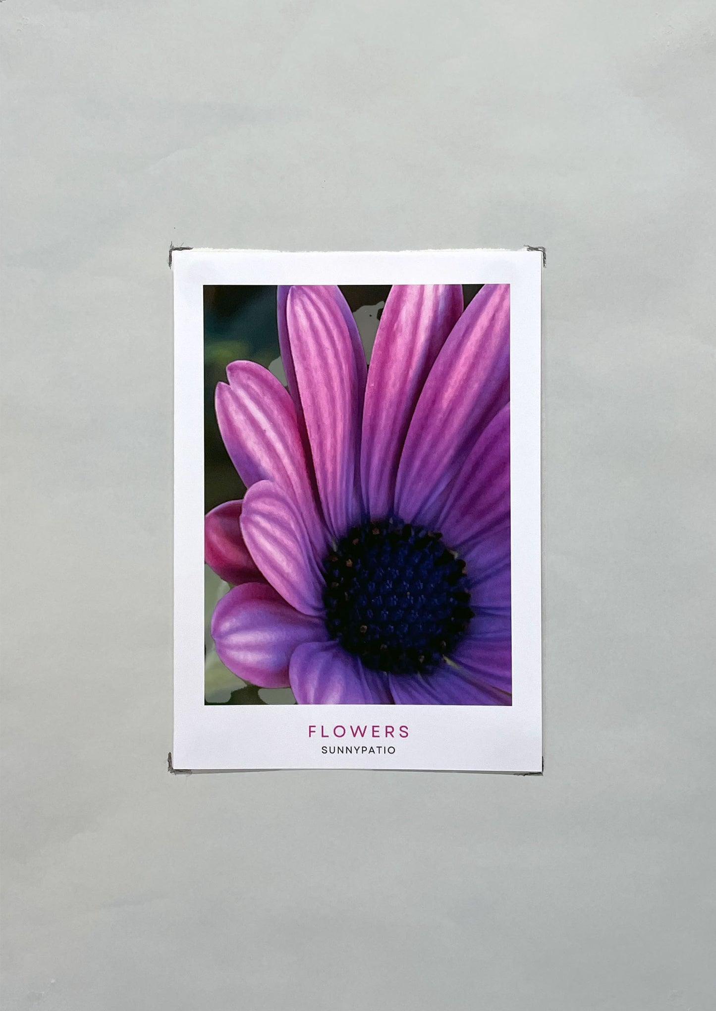 FLOWERS - A Garden in Your Hands