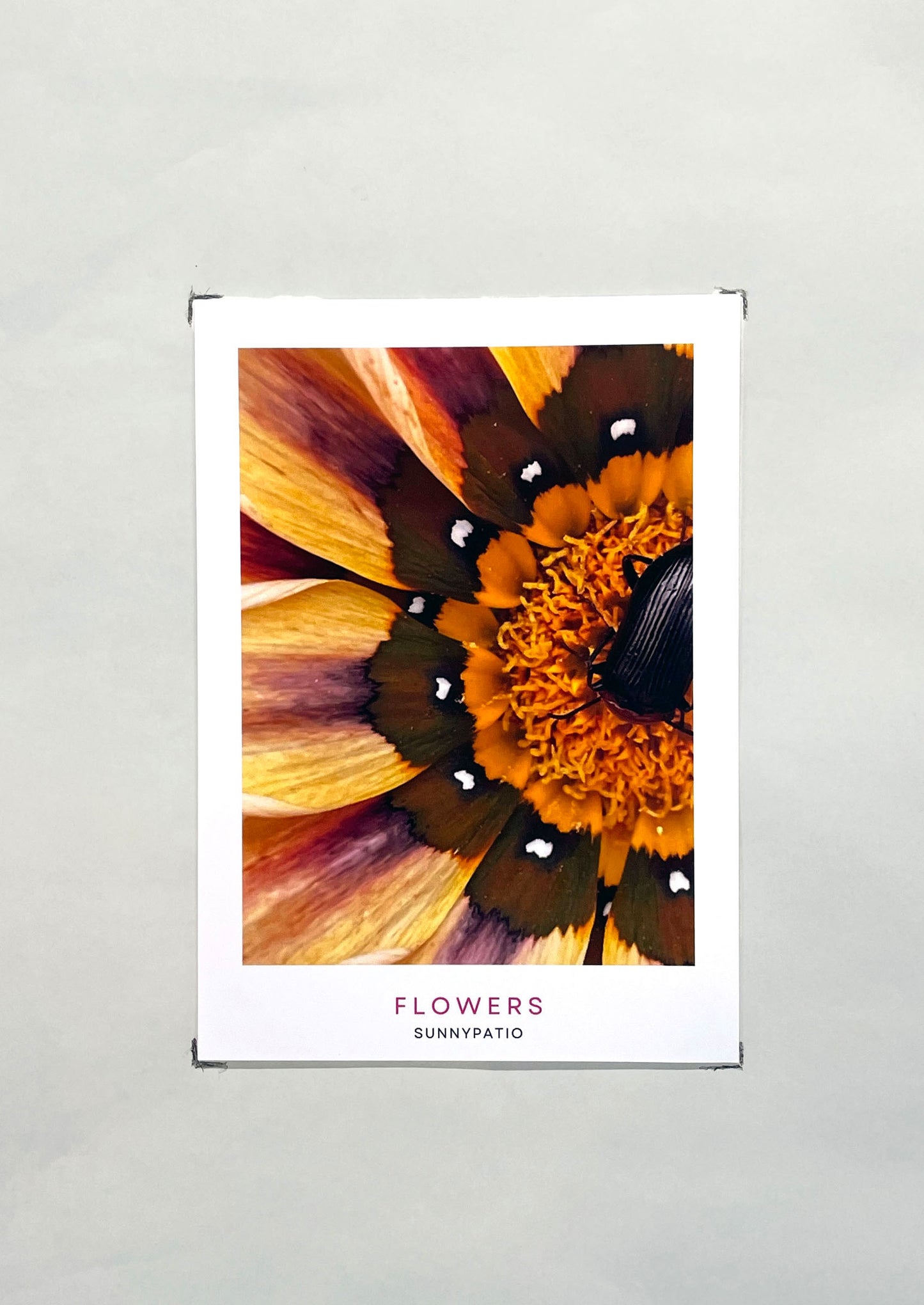 FLOWERS - A Garden in Your Hands