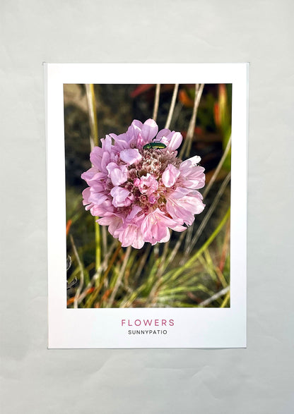 FLOWERS - Sweet Encounter