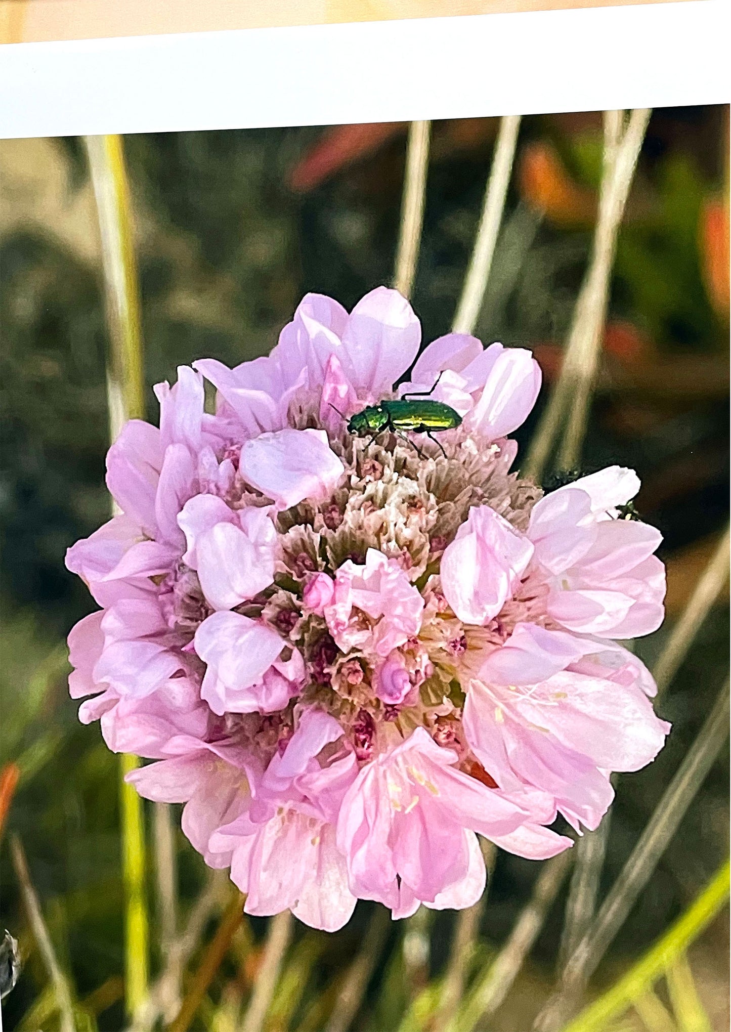 FLOWERS - Sweet Encounter