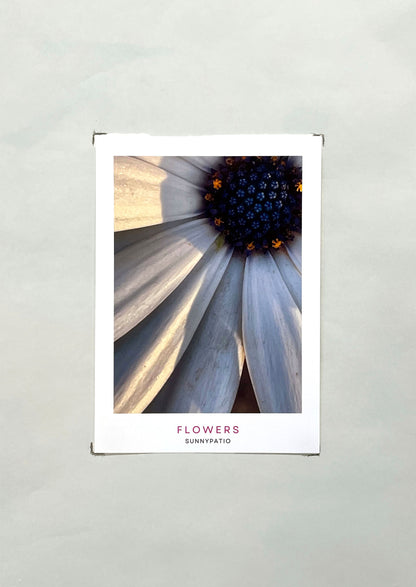 FLOWERS - A Garden in Your Hands