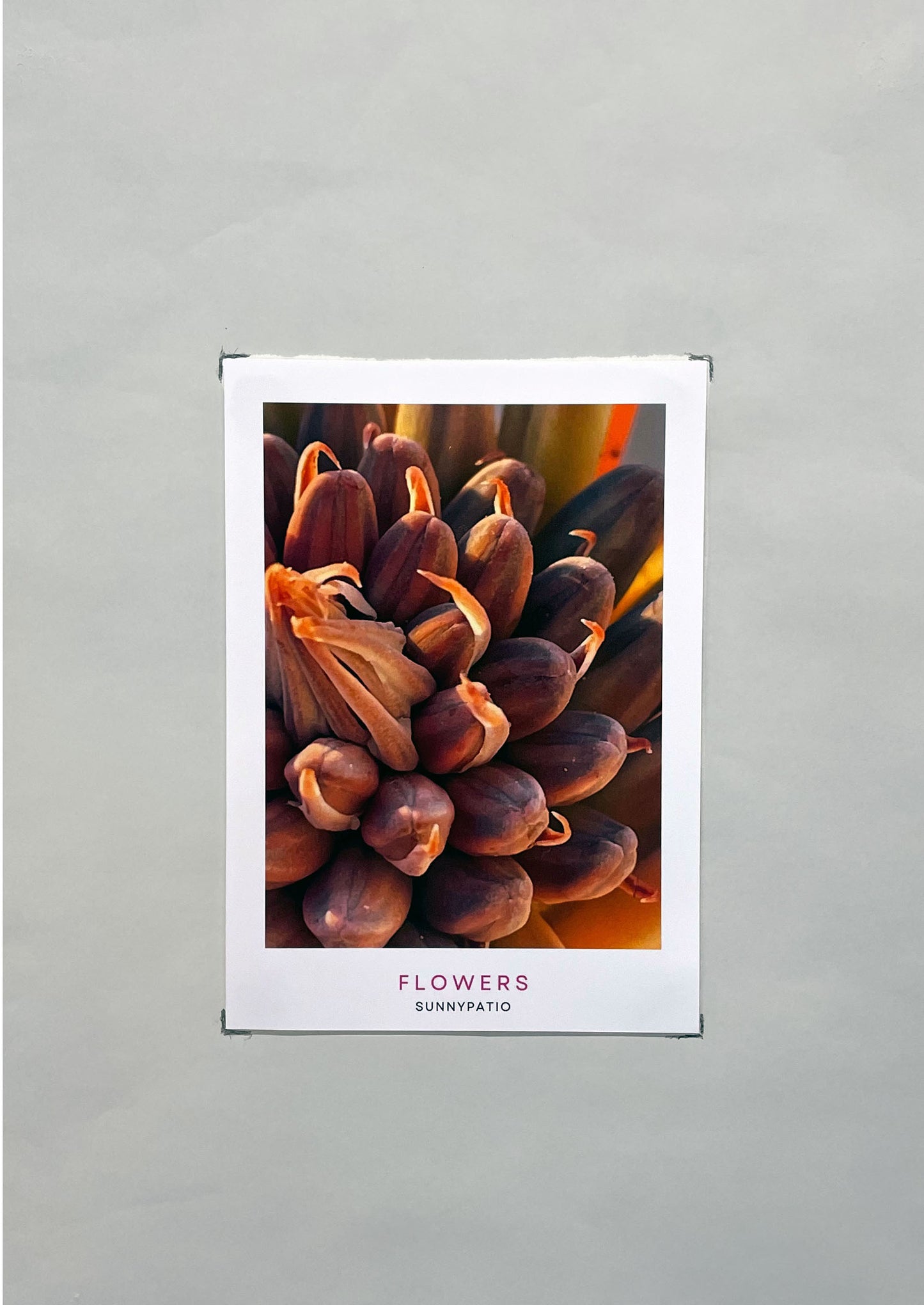 FLOWERS - A Garden in Your Hands