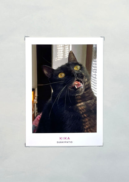 CATS - Nine Live, Infinite Charm