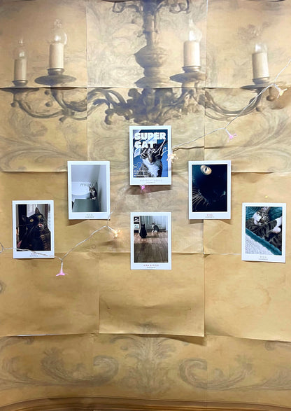 CATS - Nine Live, Infinite Charm