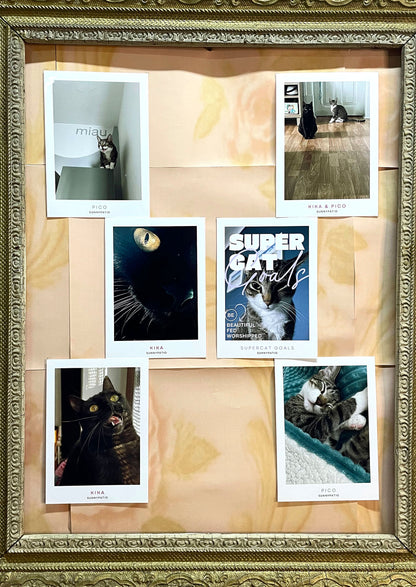 CATS - Nine Live, Infinite Charm