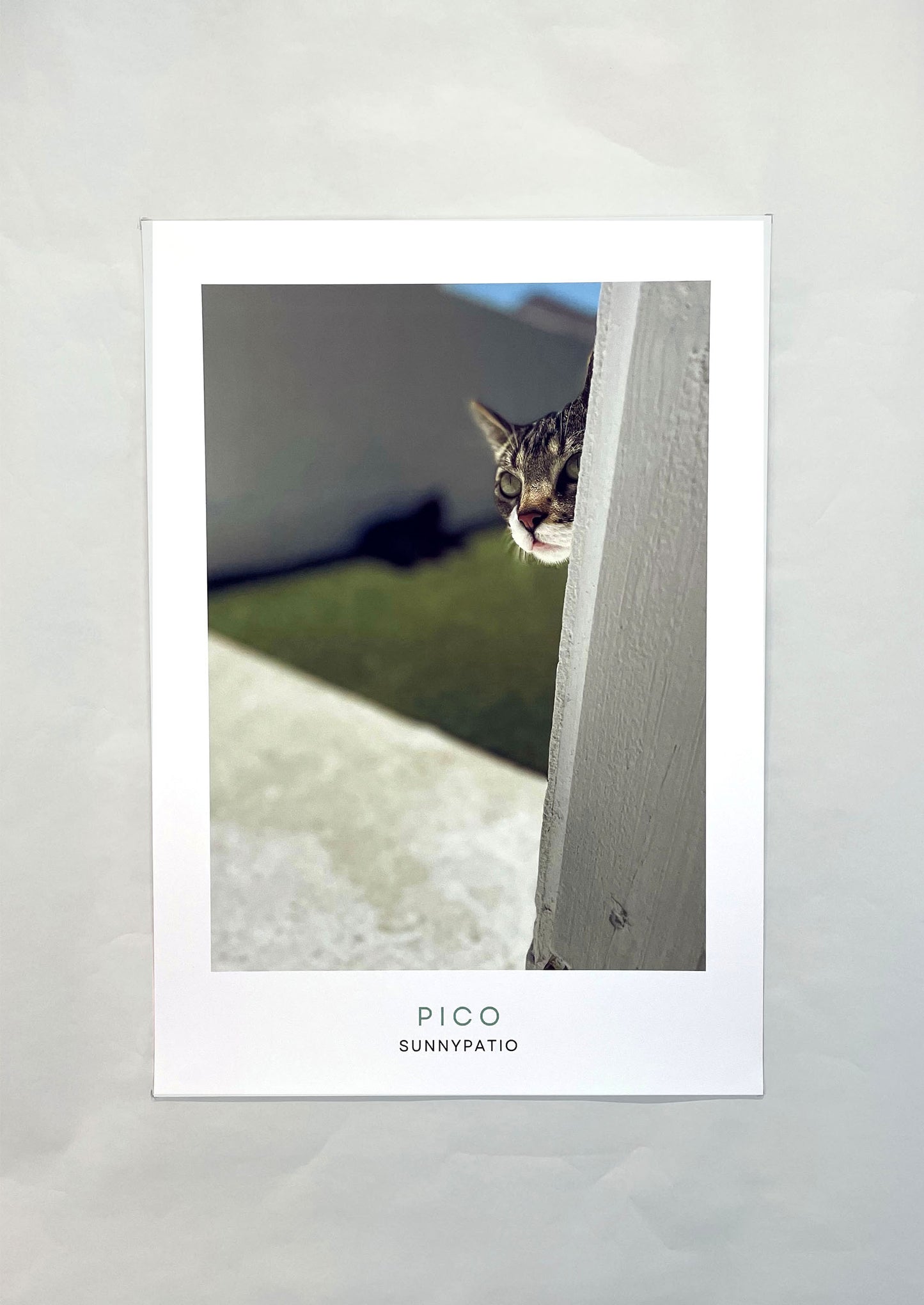 CATS - Who's There? says Pico