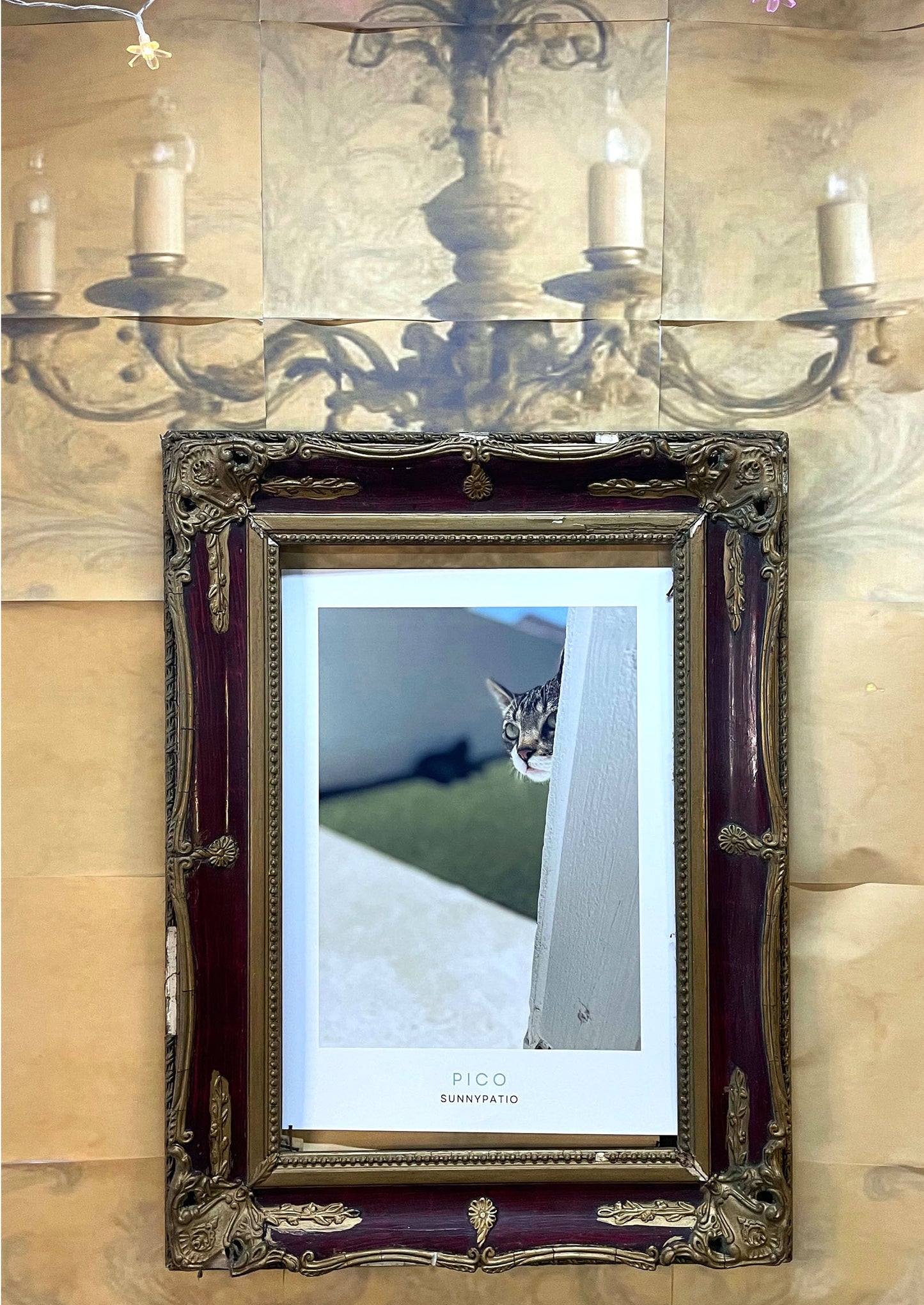 CATS - Who's There? says Pico