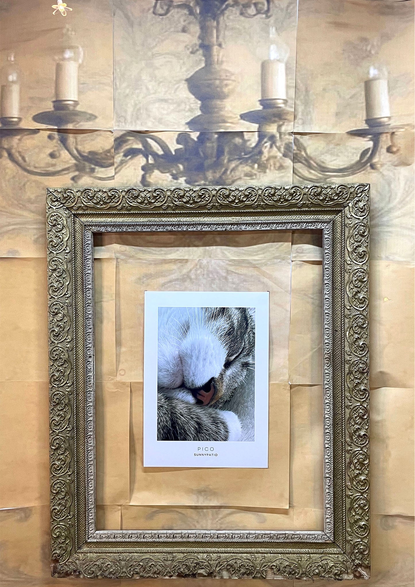 CATS - Pico Certified Nap Expert