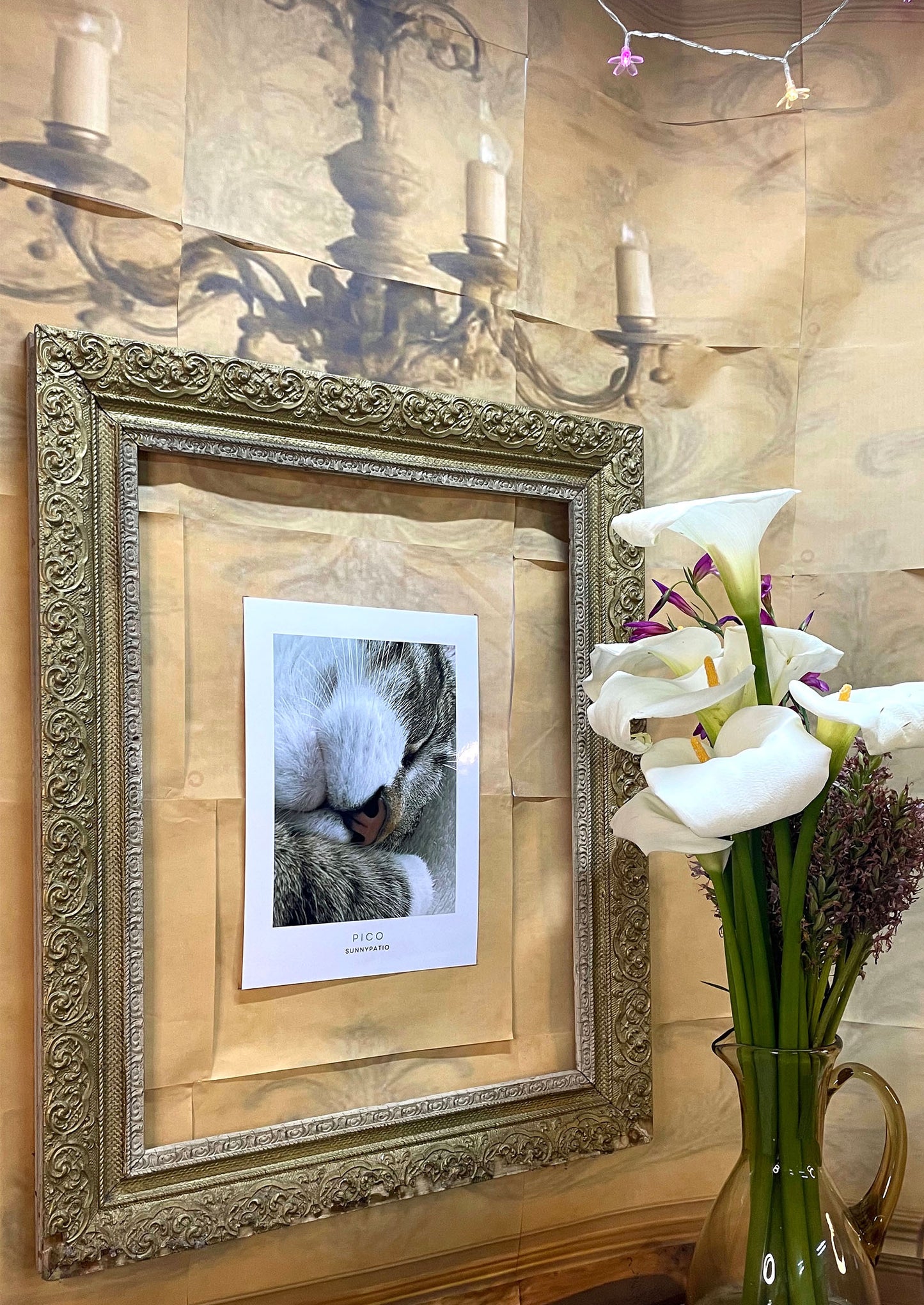 CATS - Pico Certified Nap Expert