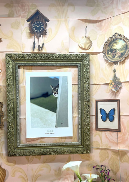 CATS - Who's There? says Pico