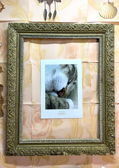 CATS - Pico Certified Nap Expert