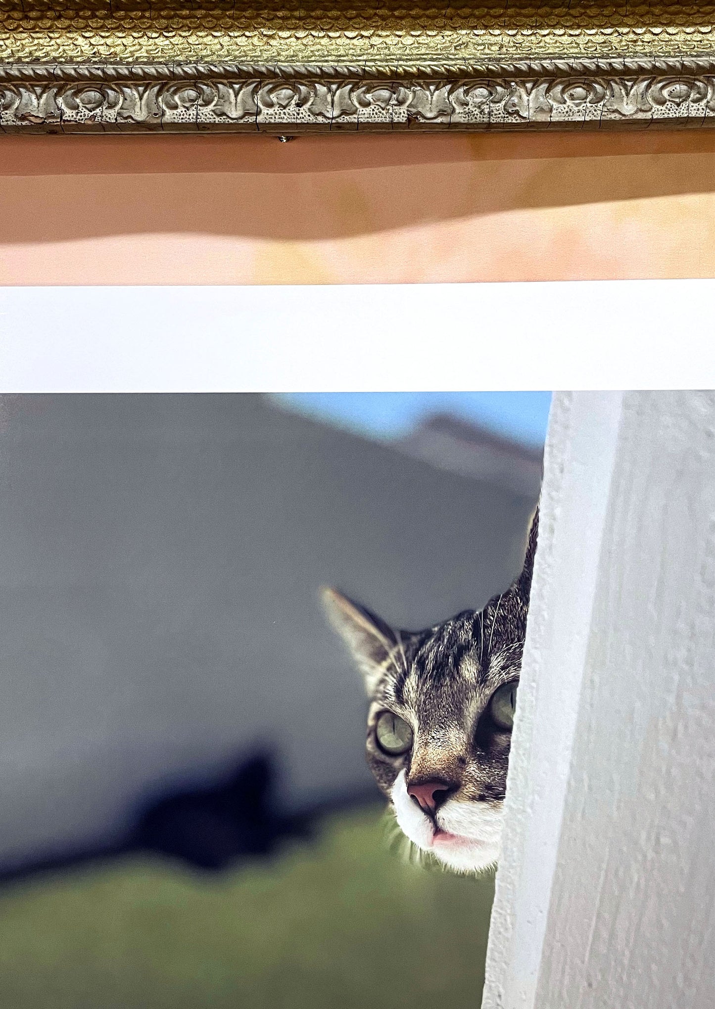 CATS - Who's There? says Pico