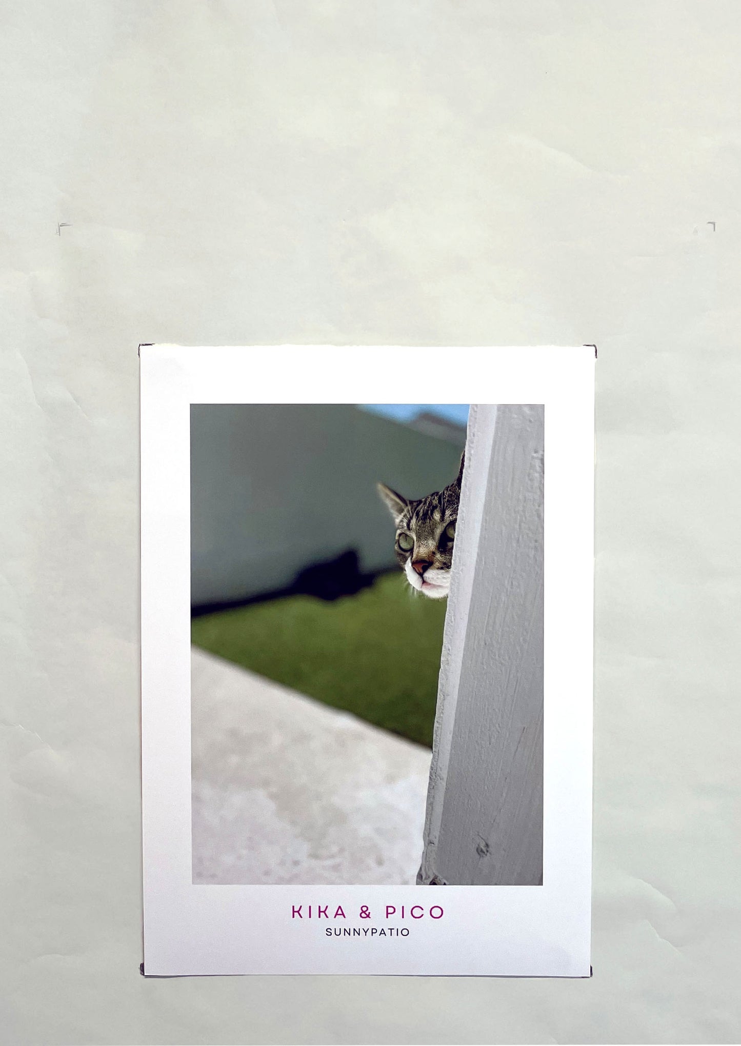 CATS - Who's There? says Pico