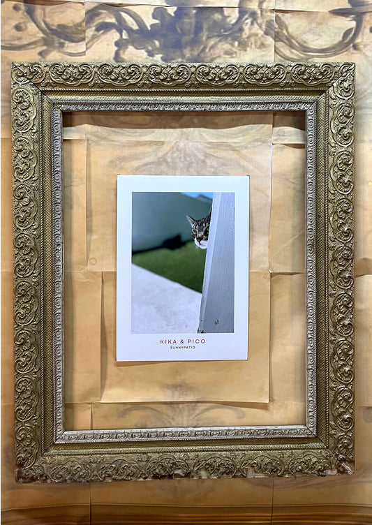 CATS - Who's There? says Pico