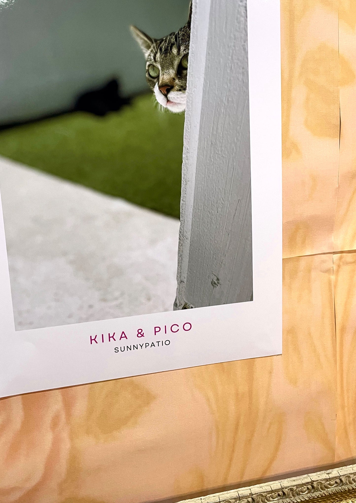 CATS - Who's There? says Pico