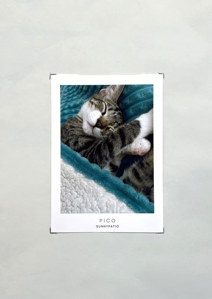 CATS - Nine Live, Infinite Charm